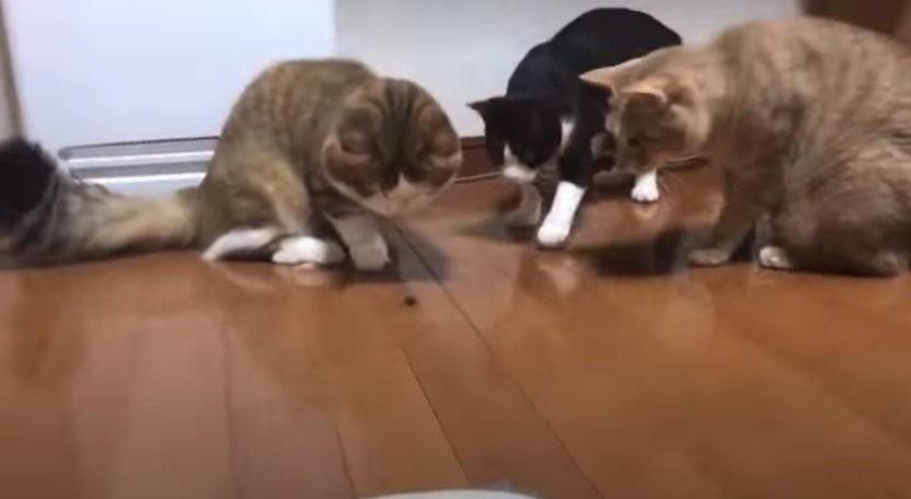 カメムシを追いかける3匹の猫