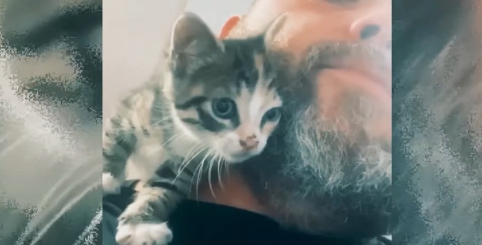 顎ひげにすりすりする子猫