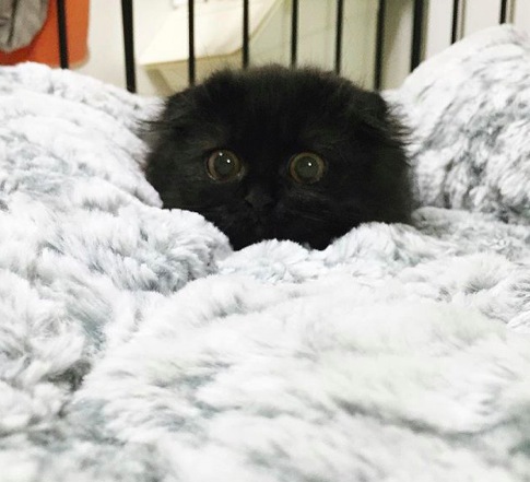 何かを恐れている黒猫がかわいい