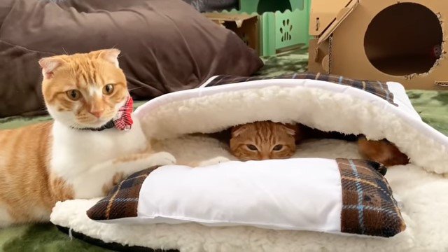 猫布団の中にいる猫とそばにいる猫