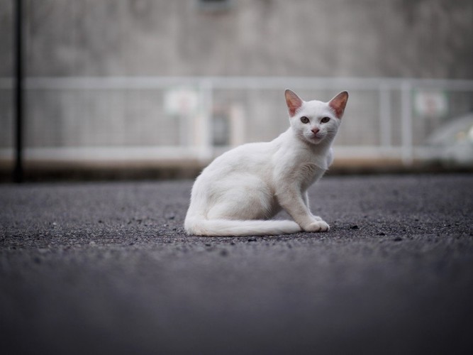 座って振り返る白い猫