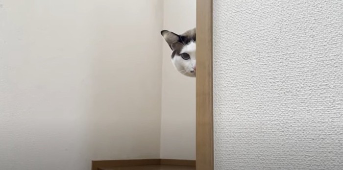 壁から顔を半分出す猫