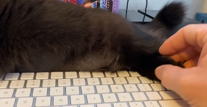 キーボードの上に寝そべる黒猫