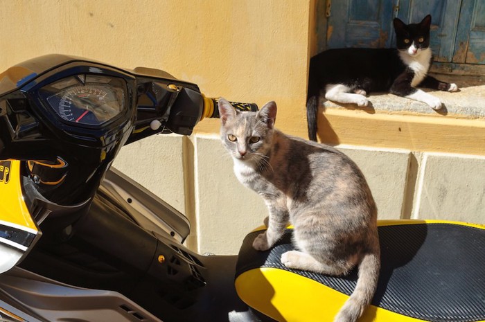 黄色いバイクに乗る猫