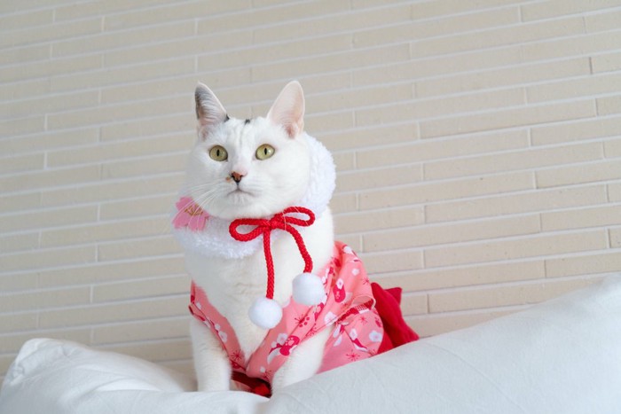 洋服を着てクッションの上に座る猫