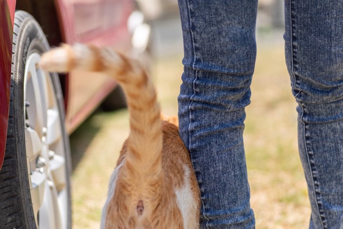 人の足にすりすりする猫の後ろ姿