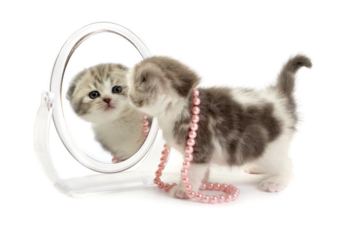 鏡をのぞく子猫