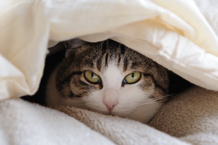 布団に潜っている猫の顔アップ