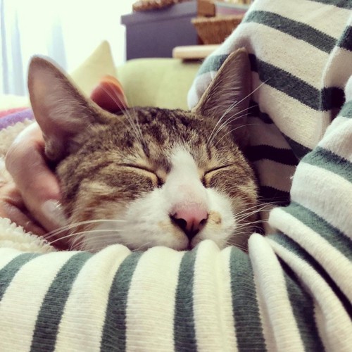 腕の中で眠る猫