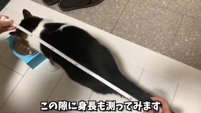 長さを測られる猫