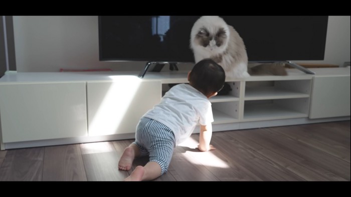 赤ちゃんを見下ろす猫