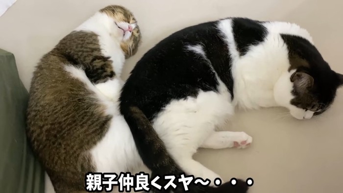 並んで寝る2匹の猫