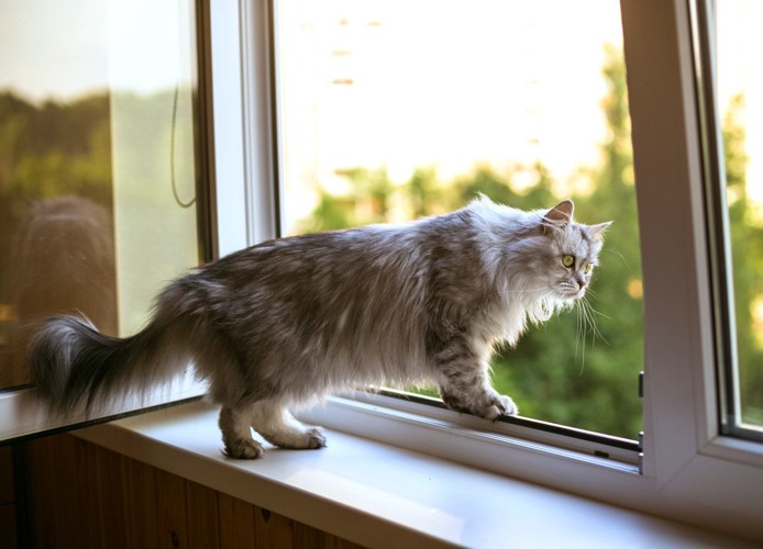 窓から鳴いている猫