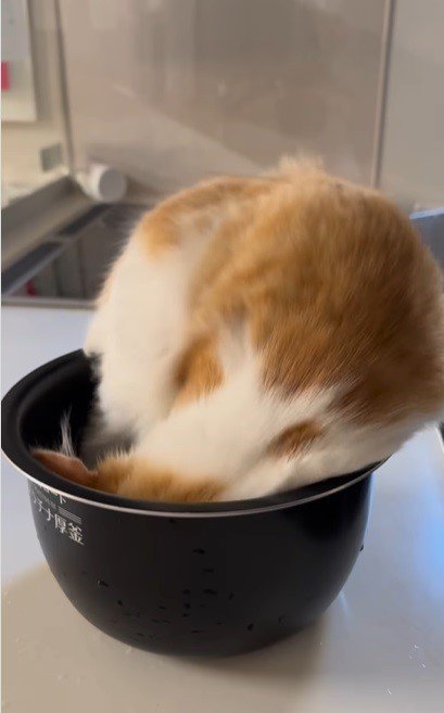 炊飯釜に入る猫