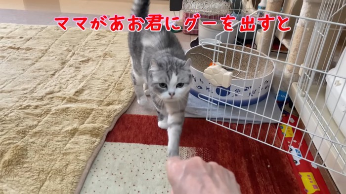 人の手に近づく猫