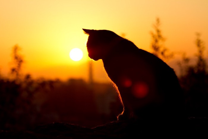 夕日を見る猫のシルエット