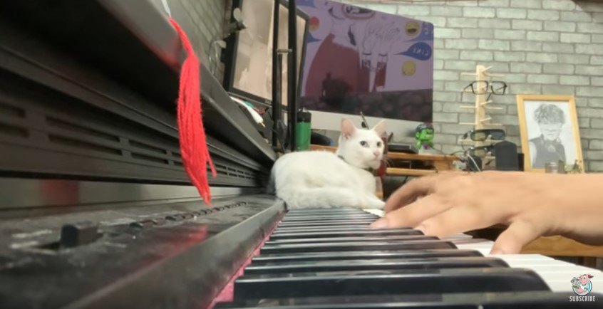 ピアノの高音域の鍵盤上でくつろぐ猫