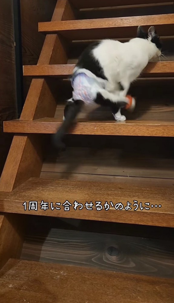 階段を上る猫2