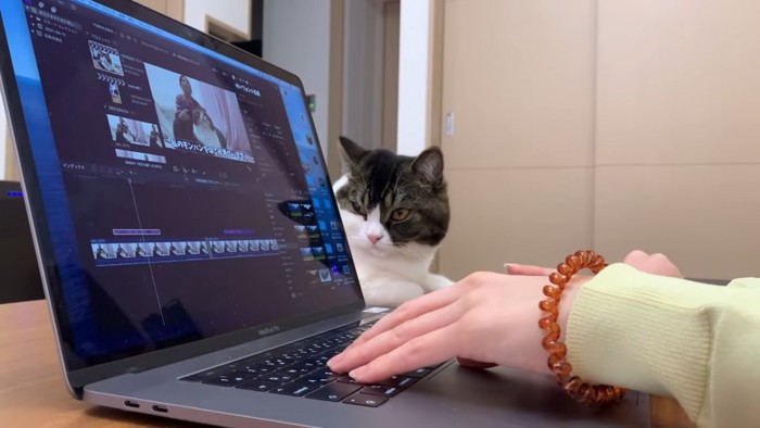 パソコンの横に座る猫