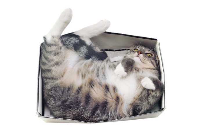 箱の中で寝るおデブ猫