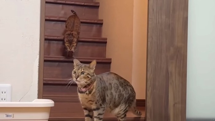 階段を下りてくる猫