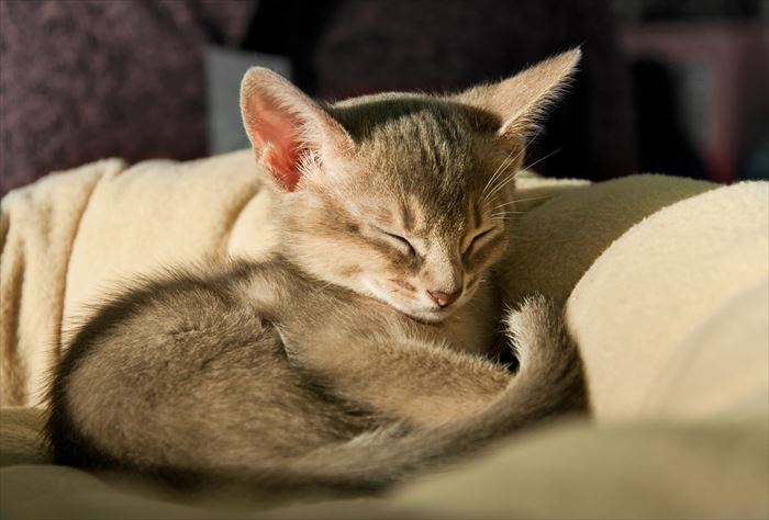 眠るアビシニアン子猫