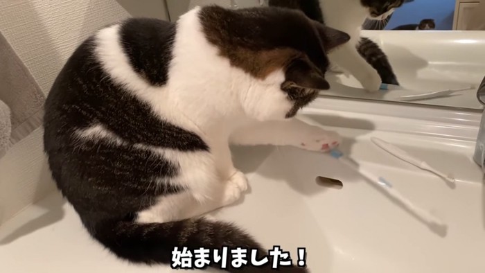 歯ブラシを落とす猫