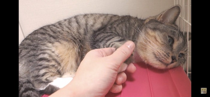 手を触られる猫