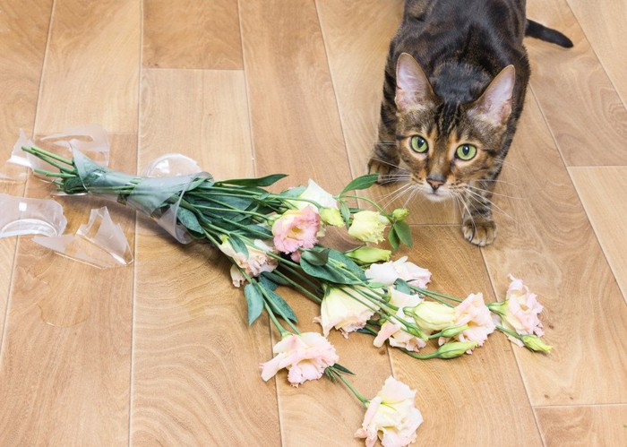 割れた花瓶の前でこちらを見上げる猫