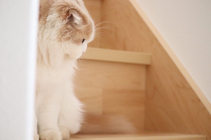 階段でうつむいている猫