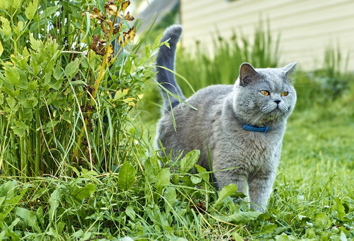 草むらにいるグレーの猫