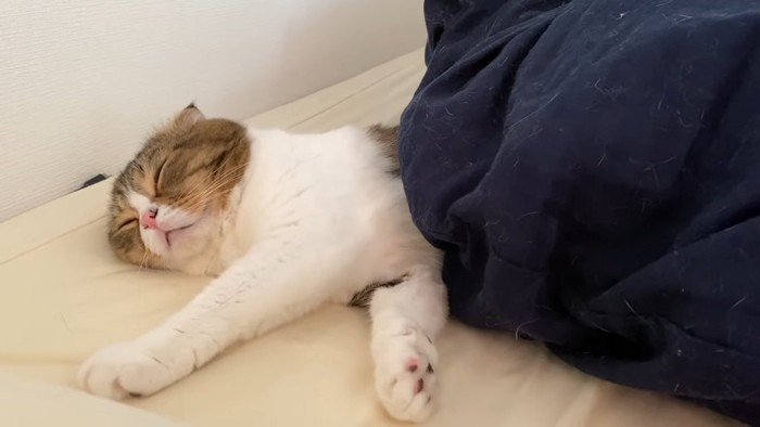 布団をかけて寝る猫