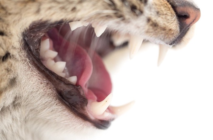 牙を剝く猫