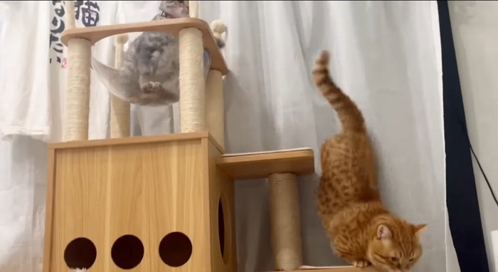 タワーを降りる猫
