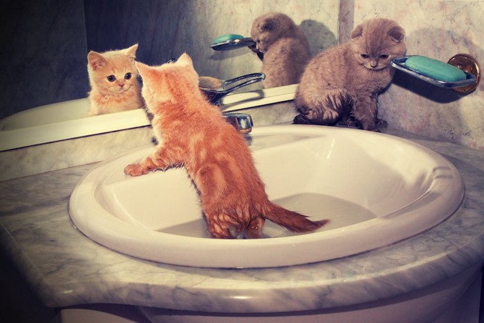 洗面所で遊ぶ子猫たち