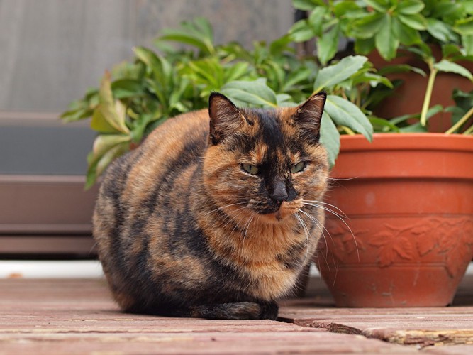 植木鉢とサビ猫