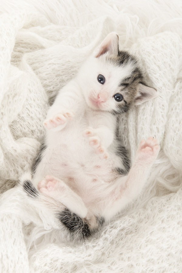 ふわふわな毛布の上で寝転ぶ子猫