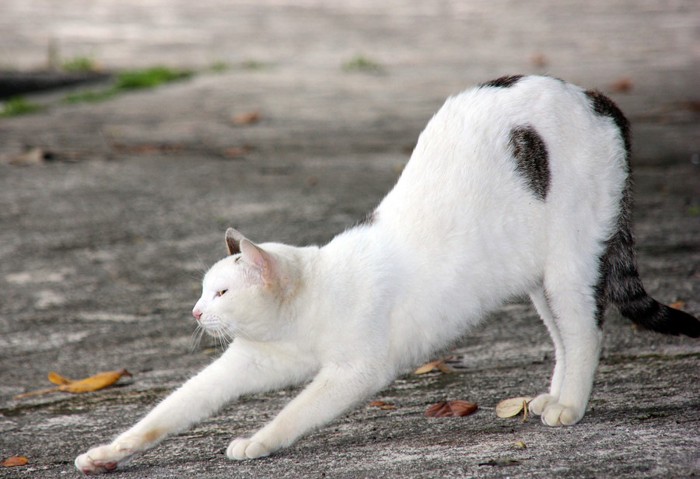 伸びをする白い猫