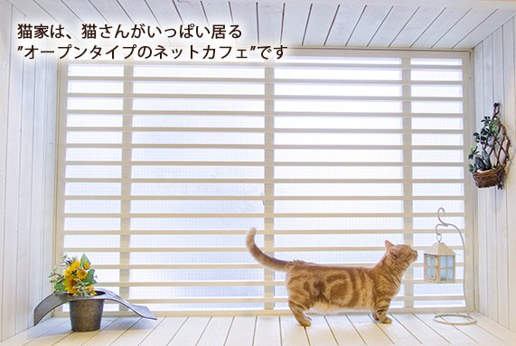 http://www.nekoyacafe.com/kawagoe/index.html／ 猫家店内の様子