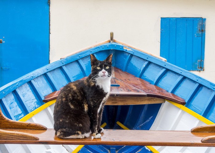 マルタ島の船の上の猫