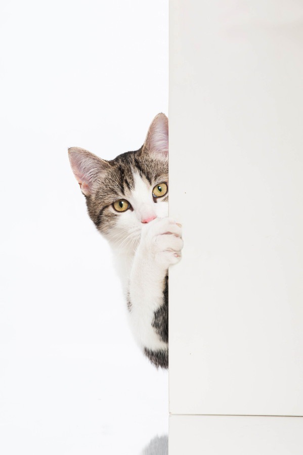 ドア越しにこちらを見ている猫