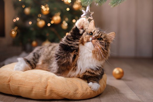クリスマスと猫パンチ