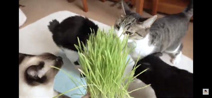 猫草を取り合う猫