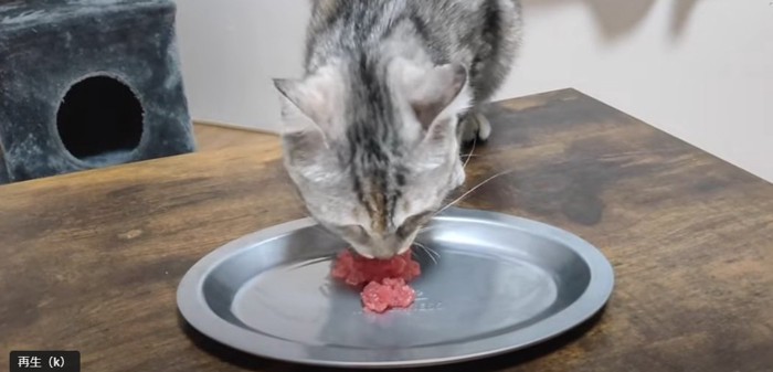 お皿の刺身を食べる猫