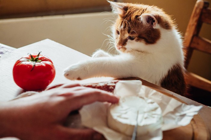 机の上のトマトを狙う猫