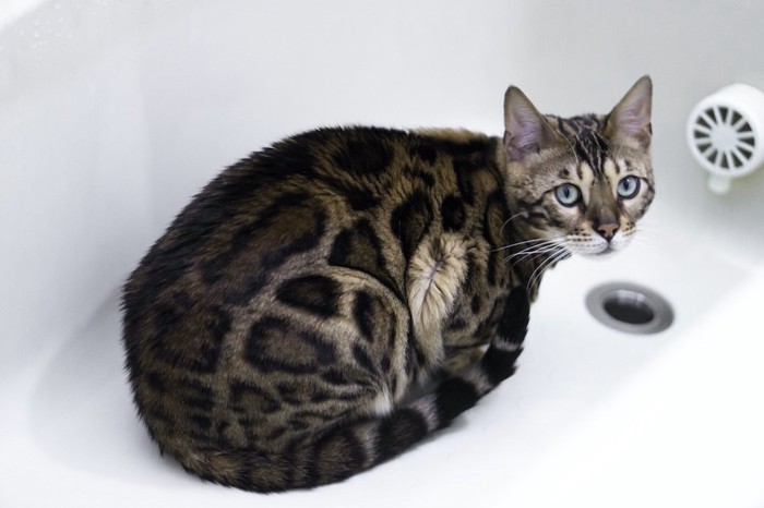 水の入っていない風呂桶に隠れる猫