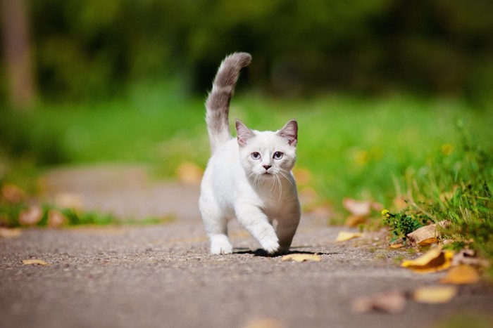 外を歩く短足のマンチカンの子猫