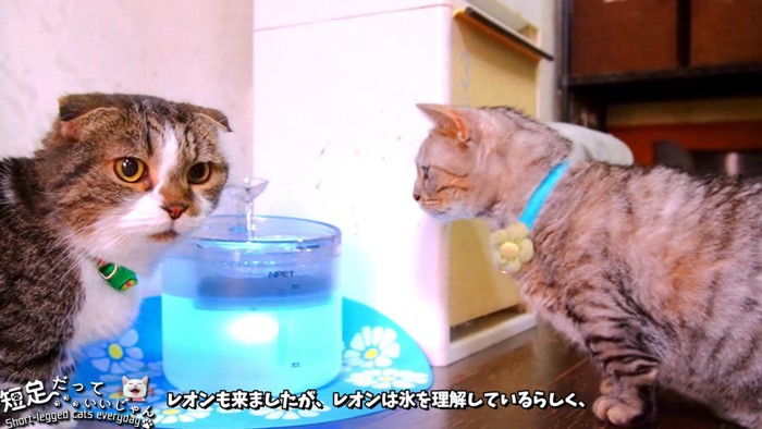 給水器の近くにいる2匹の猫