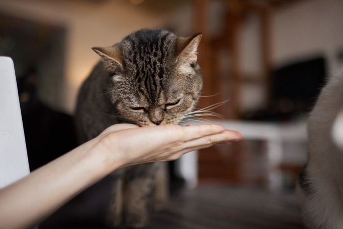 手から食べる猫