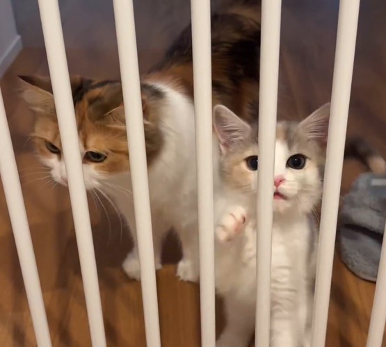 ゲートの中の猫2匹